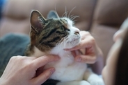 猫が飼い主の『体調不良を察知する』と言われる理由4つ　変化に気付けるワケや寄り添う仕草の意味まで