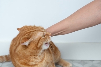 猫が『捻挫している』ときに見せる3つのサイン　異変の見分け方や取るべき対処法も解説
