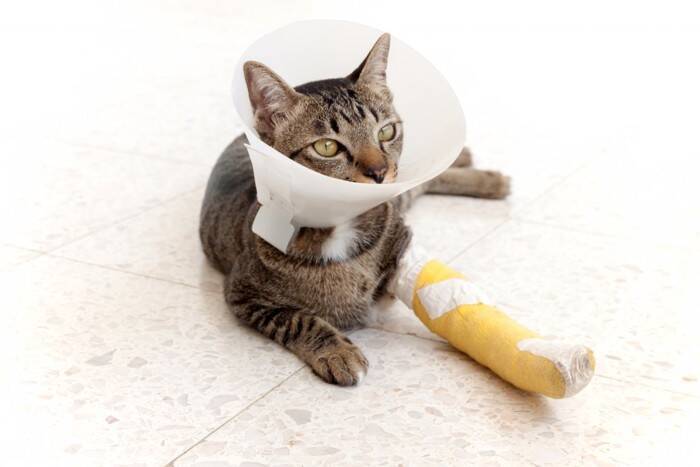 猫が『捻挫している』ときに見せる3つのサイン　異変の見分け方や取るべき対処法も解説