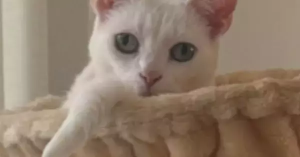 ハンモックでくつろぐ猫→頭に『王冠のようなもの』がついていると思ったら…『まさかの光景』に「３度見した」「何回みてもわからんｗ」の声