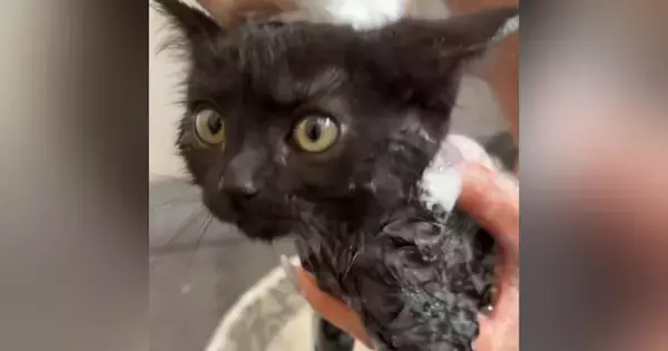 家に来て15日目の子猫→『初めてのシャンプー』に挑戦した結果…微笑ましい光景に「めちゃめちゃいい子」「かわいー」と癒される人が続出