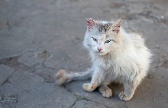 猫への『虐待』を見かけたときの対処法3つ　どんな行動を取るべき？助けるための手段とは