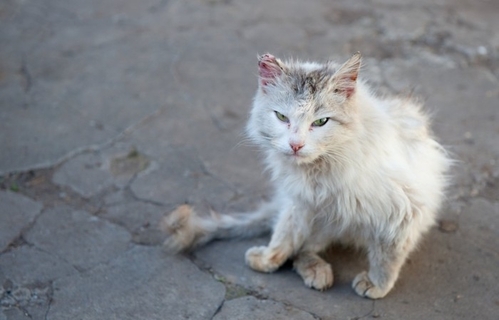猫への『虐待』を見かけたときの対処法3つ　どんな行動を取るべき？助けるための手段とは