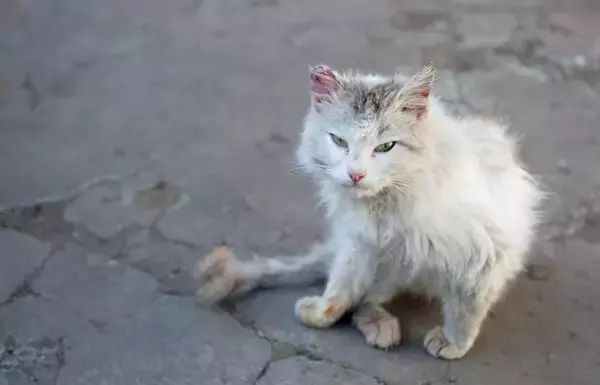 猫への『虐待』を見かけたときの対処法3つ　どんな行動を取るべき？助けるための手段とは