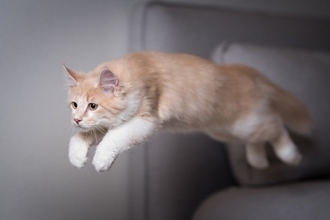 猫がいきなり『暴れ始めた』ときの理由3つ　考えられる心理や注意が必要なケースまで解説