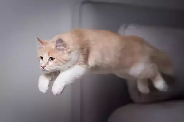 猫がいきなり『暴れ始めた』ときの理由3つ　考えられる心理や注意が必要なケースまで解説