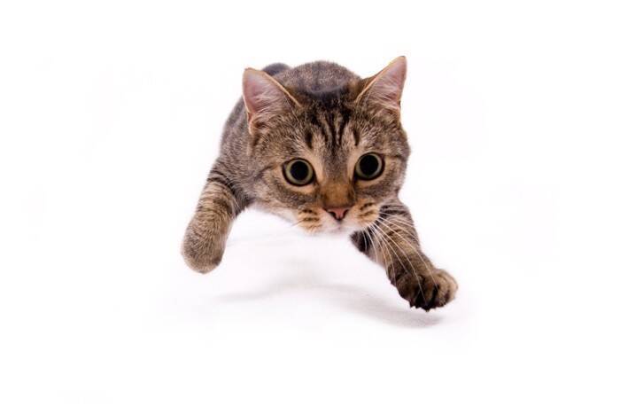猫がいきなり『暴れ始めた』ときの理由3つ　考えられる心理や注意が必要なケースまで解説