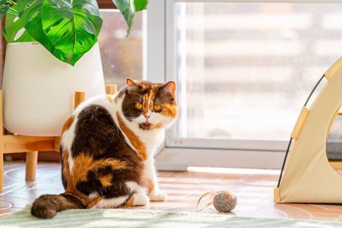 猫があなたに向けて『話しかけてくる』理由3つ　鳴き方による違いや応え方のポイントまで