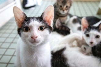 『不幸な思いをする猫』を減らすためにできること3つ　小さな命を救うために私たちはどうしたらいい？