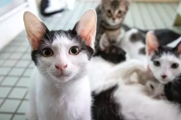 『不幸な思いをする猫』を減らすためにできること3つ　小さな命を救うために私たちはどうしたらいい？