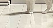 実家の猫に『愛情を注ぎすぎた』結果…目の前に現れた猫が見せた『まさかの反応』に2万3000いいね「表情に笑ったｗ」