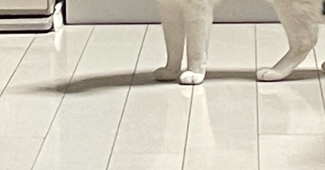 実家の猫に『愛情を注ぎすぎた』結果…目の前に現れた猫が見せた『まさかの反応』に2万3000いいね「表情に笑ったｗ」