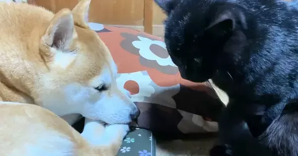 眠れない様子の黒猫が、大好きな犬のそばへ移動すると…まさかの『尊すぎる光景』が37万再生「側にいたいんだねぇ」「本当にほっこりする」