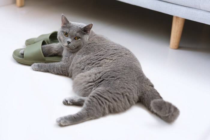 得意なはずなのになぜ？愛猫が『ジャンプに失敗』してしまう原因4選