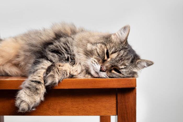 得意なはずなのになぜ？愛猫が『ジャンプに失敗』してしまう原因4選