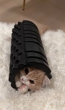 腹膜ローラーの中にすっぽりと入っていた猫→別角度から見てみたら…とんでもなく『可愛すぎる瞬間』が119万再生「もう海苔巻きｗ」