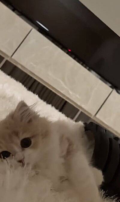 腹膜ローラーの中にすっぽりと入っていた猫→別角度から見てみたら…とんでもなく『可愛すぎる瞬間』が119万再生「もう海苔巻きｗ」