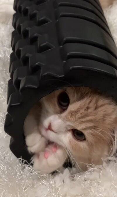 腹膜ローラーの中にすっぽりと入っていた猫→別角度から見てみたら…とんでもなく『可愛すぎる瞬間』が119万再生「もう海苔巻きｗ」