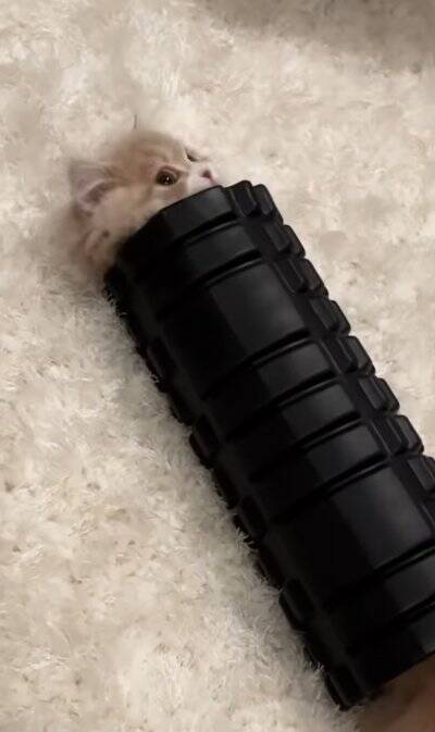 腹膜ローラーの中にすっぽりと入っていた猫→別角度から見てみたら…とんでもなく『可愛すぎる瞬間』が119万再生「もう海苔巻きｗ」