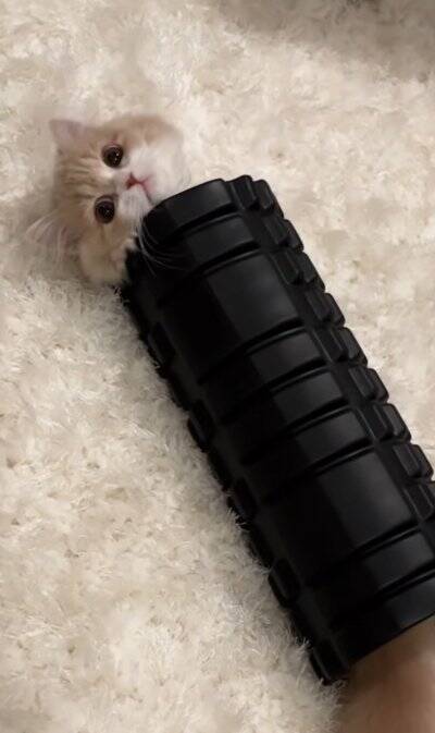 腹膜ローラーの中にすっぽりと入っていた猫→別角度から見てみたら…とんでもなく『可愛すぎる瞬間』が119万再生「もう海苔巻きｗ」