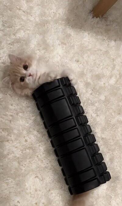 腹膜ローラーの中にすっぽりと入っていた猫→別角度から見てみたら…とんでもなく『可愛すぎる瞬間』が119万再生「もう海苔巻きｗ」