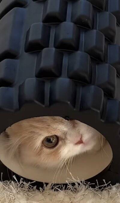 腹膜ローラーの中にすっぽりと入っていた猫→別角度から見てみたら…とんでもなく『可愛すぎる瞬間』が119万再生「もう海苔巻きｗ」