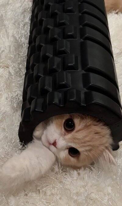 腹膜ローラーの中にすっぽりと入っていた猫→別角度から見てみたら…とんでもなく『可愛すぎる瞬間』が119万再生「もう海苔巻きｗ」