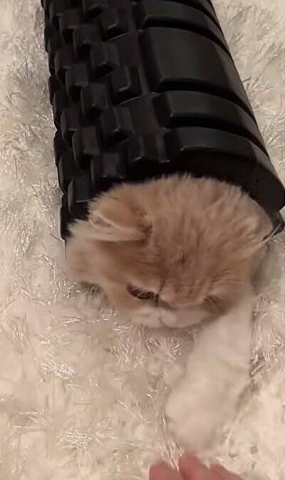 腹膜ローラーの中にすっぽりと入っていた猫→別角度から見てみたら…とんでもなく『可愛すぎる瞬間』が119万再生「もう海苔巻きｗ」