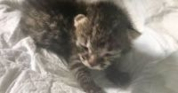 こんなに小さかった『赤ちゃん猫』が、今では……劇的な『大変身』に「最初の1年でものすごく成長するよね」「大きくなっても可愛い」と反響