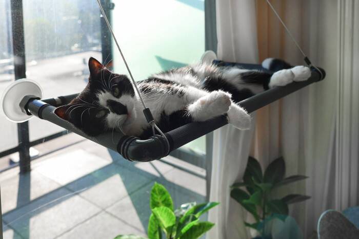 猫にとっての『ベストポジション』に設置したい4つのアイテム　快適に過ごしてもらうためのコツも解説