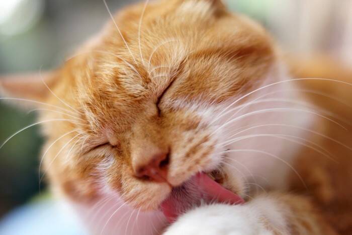 猫の『グルーミング』にはどんな意味があるの？4つの大事な役割や効果を解説