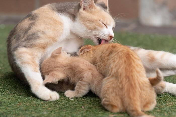 猫の『グルーミング』にはどんな意味があるの？4つの大事な役割や効果を解説