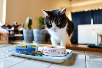 猫が『ご飯の好き嫌い』をしているときの対策法5選　偏食になる理由や健康を守るためのポイントまで