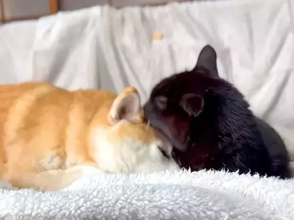 赤ちゃんのように黒猫に甘える犬→昔を振り返ってみると…愛おしくてたまらない『立場が逆転した光景』に反響「幸せが溢れてて…泣きそう」