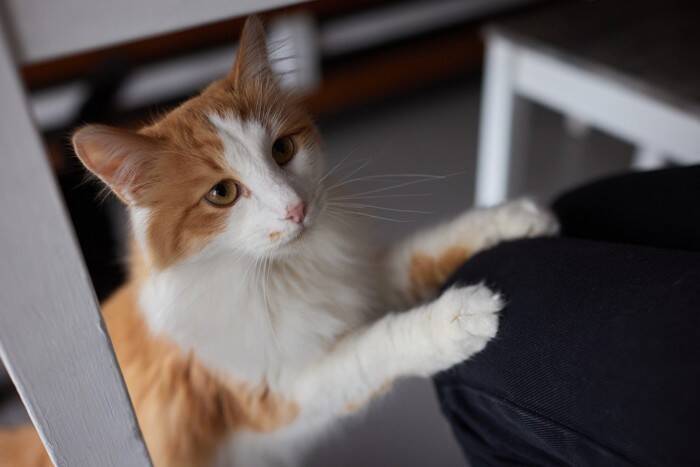 猫があなたを『信用できない』と感じているサイン3選　関係が悪化する原因や信頼を取り戻すコツまで