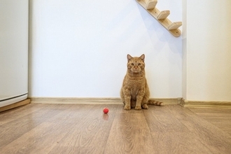 猫が飼い主を『からかっている』ときにみせるサイン4つ　ちょっかいを出す心理や接し方のポイント