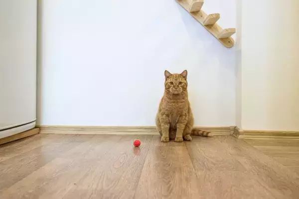 猫が飼い主を『からかっている』ときにみせるサイン4つ　ちょっかいを出す心理や接し方のポイント