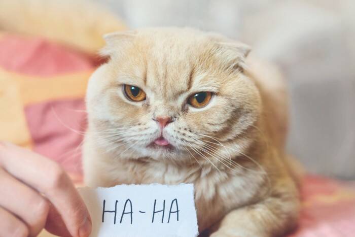 猫が飼い主を『からかっている』ときにみせるサイン4つ　ちょっかいを出す心理や接し方のポイント