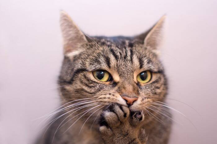 猫が飼い主を『からかっている』ときにみせるサイン4つ　ちょっかいを出す心理や接し方のポイント