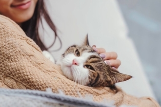 猫があなたの『腕に抱きついてくる』ときの理由4つ　どんな意味があるの？上手な対処法も