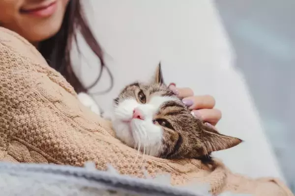 猫があなたの『腕に抱きついてくる』ときの理由4つ　どんな意味があるの？上手な対処法も