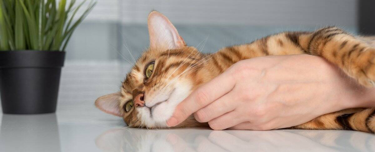 猫があなたの『腕に抱きついてくる』ときの理由4つ　どんな意味があるの？上手な対処法も