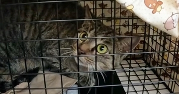 山に捨てられ、人間をひどく怖がっていた猫…保護されて時間が経つと→別猫のような『現在の様子』に感動の声「変わったね」「ありがとう」