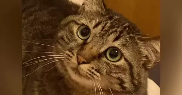 『苦手な人』が目の前に現れたら、猫は……分かりやすすぎるリアクションに爆笑「動きがなめらかｗ」「進化系コミュニケーション」と33万再生