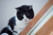 猫があなたのことを『睨みつけている』ときの理由3選　怒っているサインなの？気持ちの見分け方も