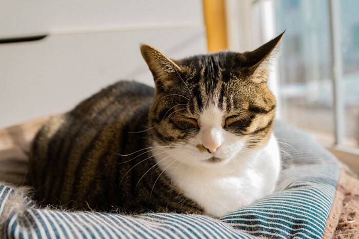 猫があなたのことを『睨みつけている』ときの理由3選　怒っているサインなの？気持ちの見分け方も