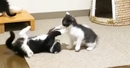 元気いっぱいに遊び回る子猫たち→片付けをして戻ったら、『優しい先住猫』のそばで…尊すぎる瞬間に「素敵な保育士」「なんて可愛いの」と反響