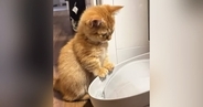 給水機の前にやってきた子猫→おててが水に触れると…微笑ましい光景に癒される人が続出「いつまでも見ていられる」「可愛すぎる」