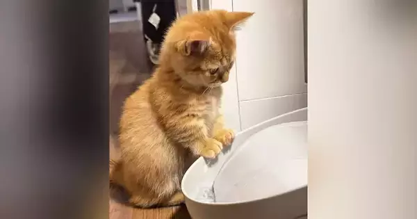 給水機の前にやってきた子猫→おててが水に触れると…微笑ましい光景に癒される人が続出「いつまでも見ていられる」「可愛すぎる」