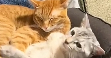 兄猫に抱きしめられた妹猫→離れようとした結果…想像以上に『愛が重すぎる様子』が85万再生「最後笑ったｗ」「茶トラは甘えん坊多いよねｗ」